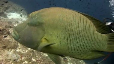 Napoleon balık wrasse ve dalgıçlar suyun altında deniz yatağı üzerinde.