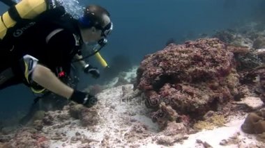 Scuba diver derin sualtı Yüzme.
