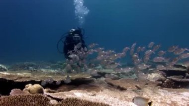 Dalgıç kamera alır fotoğraf Okulu ile balık Maldivler sualtı Acropora.