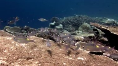 Zor acropora Maldivler mercan arka plan üzerinde su altında balık sürüsü.