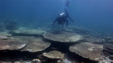 Maldivler sabit mercan acropora sualtı şaşırtıcı deniz dibinin dalgıç.