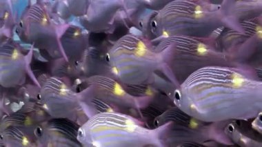 Eşsiz sihirli balık suyun altında Maldivler muhteşem tabanının sürüsü.