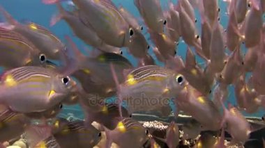 Eşsiz sihirli balık suyun altında Maldivler muhteşem tabanının sürüsü.