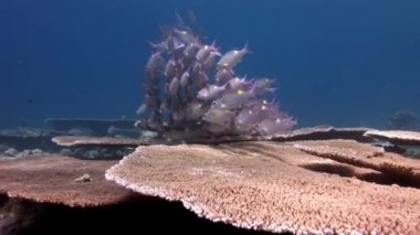 Acropora Maldivler mercan arka plan üzerinde su altında balık sürüsü.