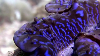 Tridacne kabuklu yumuşakçalar sualtı Maldivler deniz dibinin şaşırtıcı arka plan üzerinde.