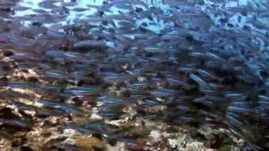 Güneş yansıma Maldivler arka plan üzerinde su altında balık sürüsü.