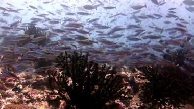 Güneş yansıma Maldivler arka plan üzerinde su altında balık sürüsü.