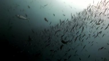 Güneş yansıma Maldivler arka plan üzerinde su altında balık sürüsü.