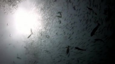 Güneş yansıma Maldivler arka plan üzerinde su altında balık sürüsü.