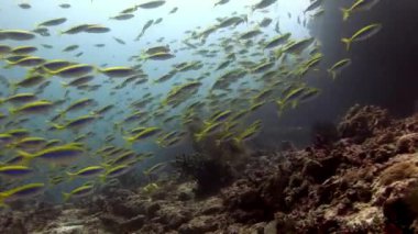 Güneş yansıma Maldivler arka plan üzerinde su altında balık sürüsü.