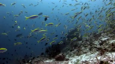 Maldivler muhteşem deniz dibinin arka plan üzerinde su altında balık sürüsü.