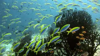 Güneş yansıma Maldivler arka plan üzerinde su altında balık sürüsü.