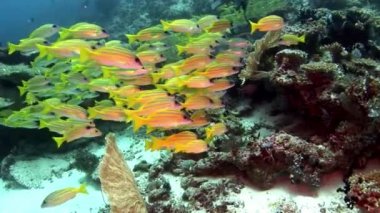 Lucian okul balık çizgili snappers sualtı şaşırtıcı deniz dibinin Maldivler.