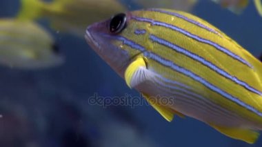 Lucian okul balık çizgili snappers sualtı şaşırtıcı deniz dibinin Maldivler.