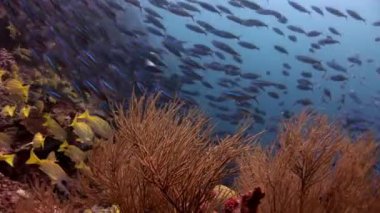 Lucian okul balık çizgili snappers sualtı şaşırtıcı deniz dibinin Maldivler.