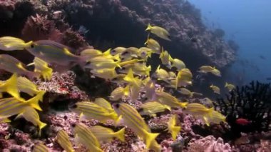 Lucian okul balık çizgili snappers sualtı şaşırtıcı deniz dibinin Maldivler.