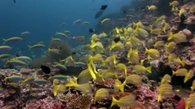 Lucian okul balık çizgili snappers sualtı şaşırtıcı deniz dibinin Maldivler.