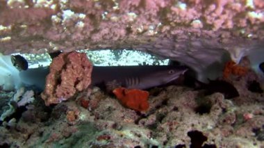 Su altında arka planda deniz dibinin Maldivler muhteşem mercan resif köpekbalığı.