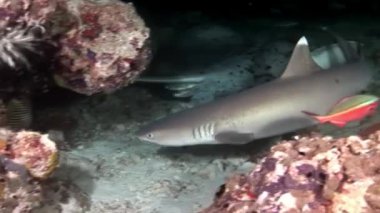 Su altında arka planda deniz dibinin Maldivler muhteşem mercan resif köpekbalığı.