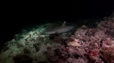 Su altında arka planda deniz dibinin Maldivler muhteşem mercan resif köpekbalığı.