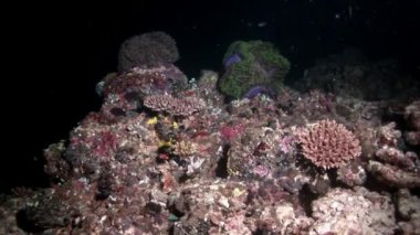 Su altında arka planda deniz dibinin Maldivler muhteşem mercan resif köpekbalığı.