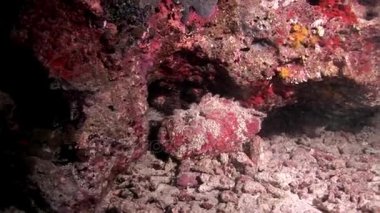Balık taş closeup makro videoda sualtı deniz dibinin Maldivler.