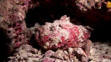 Balık taş closeup makro videoda sualtı deniz dibinin Maldivler.