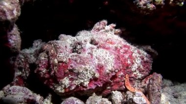 Balık taş closeup makro videoda sualtı deniz dibinin Maldivler.