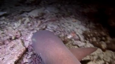 Su altında arka planda deniz dibinin Maldivler muhteşem mercan resif köpekbalığı.