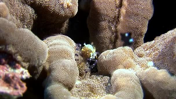 Скло плямистий креветки, замаскований в пошуках їжі підводний дна Мальдіви. — стокове відео