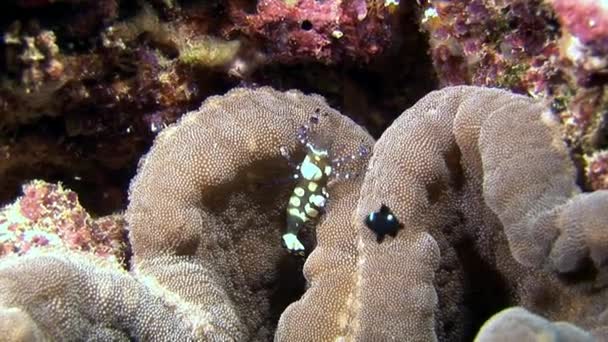 Szkło, zauważył krewetki maskowane w poszukiwaniu żywności podwodne dna morskiego Malediwów. — Wideo stockowe