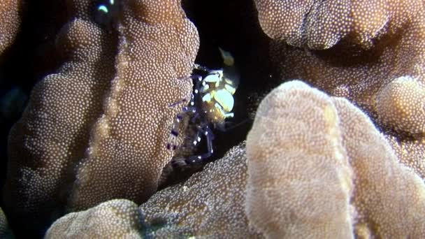 Glass spotted shrimp masked in search of food underwater seabed of Maldives. — Stock Video