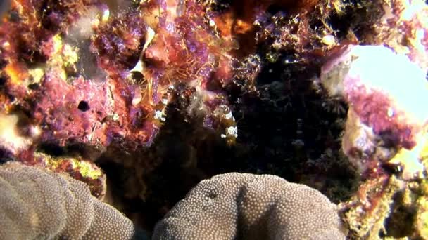 Glas fläckig räkor maskerad på jakt efter mat undervattens havsbotten i Maldiverna. — Stockvideo