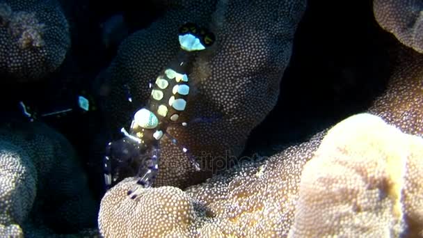 Скло плямистий креветки, замаскований в пошуках їжі підводний дна Мальдіви. — стокове відео