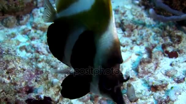 Butterfly ryb pod vodou na pozadí z mořského dna v Maledivách. — Stock video