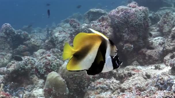 Amor pareja de peces mariposa bajo el agua en el fondo de los fondos marinos en Maldivas . — Vídeos de Stock