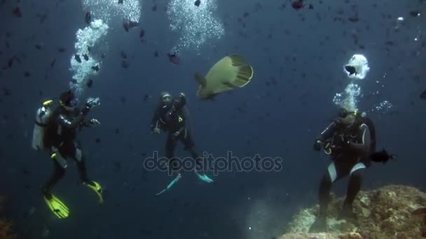 Napoleão peixe wrasse e mergulhadores subaquáticos no fundo do mar . — Vídeo de Stock