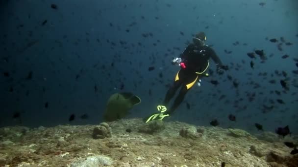 Napoleon vis wrasse en duikers onderwater op zeebodem. — Stockvideo