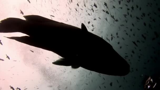 Napoleon vis wrasse en duikers onderwater op zeebodem. — Stockvideo