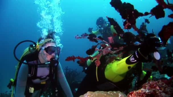 Scuba diver, pływanie głęboko pod wodą. — Wideo stockowe