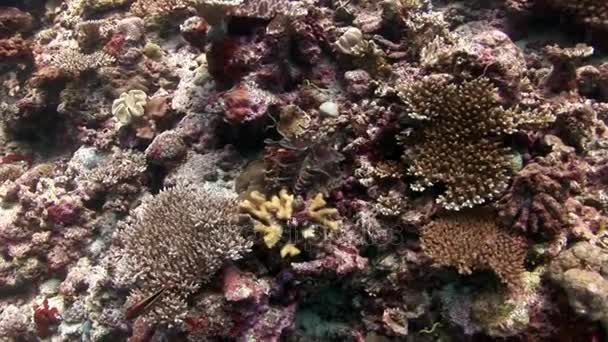 Tridacna gigas tvåskaliga blötdjur undervattens fantastiska havsbotten i Maldiverna. — Stockvideo