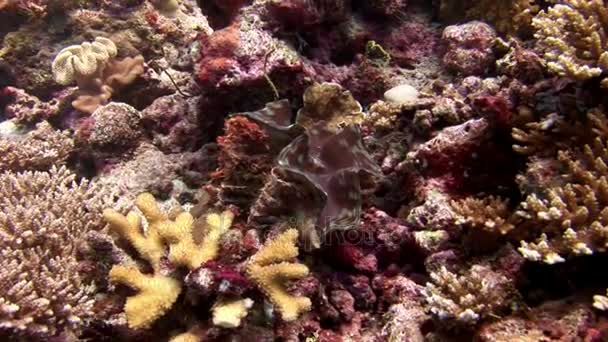 Tridacna gigas tvåskaliga blötdjur undervattens fantastiska havsbotten i Maldiverna. — Stockvideo