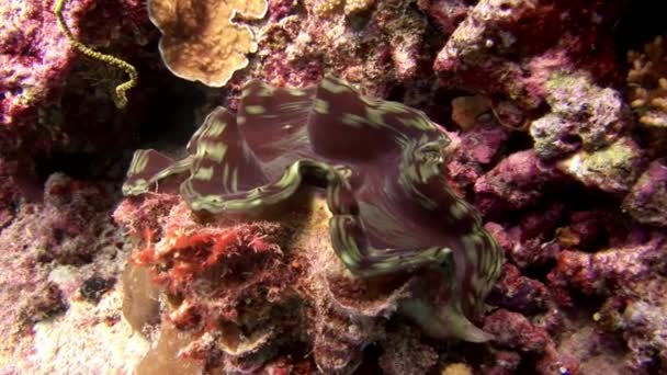 Tridacna gigas mlžů, měkkýši podvodní úžasné mořské dno v Maledivách. — Stock video