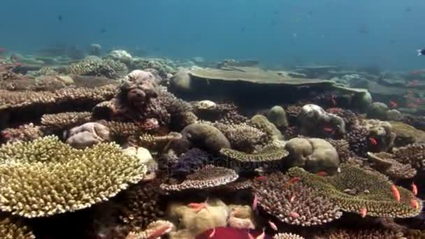 ミドリイシ モルディブのサンゴの背景上で水中の魚の学校. — ストック動画