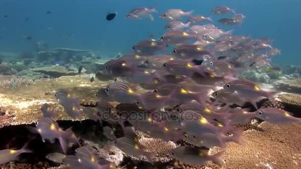 Hejno ryb pod vodou na pozadí acropora korálů v Maledivách. — Stock video