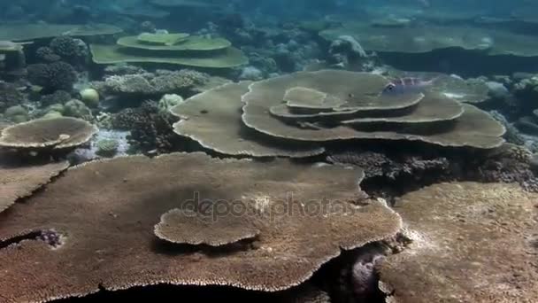 Жесткие коралловые акропоры под водой удивительное морское дно на Мальдивах . — стоковое видео