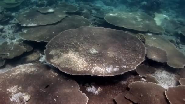 Acrópora coralina dura bajo el agua increíble fondo marino en Maldivas . — Vídeo de stock