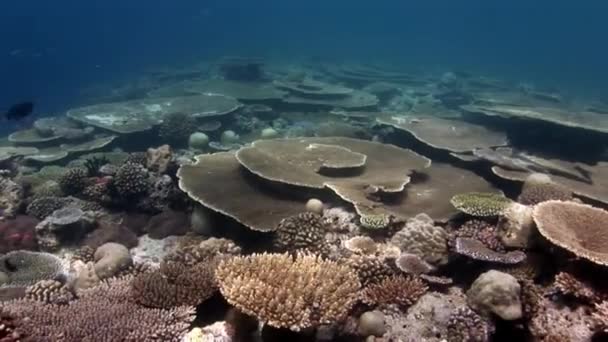 Acrópora coralina dura bajo el agua increíble fondo marino en Maldivas . — Vídeos de Stock