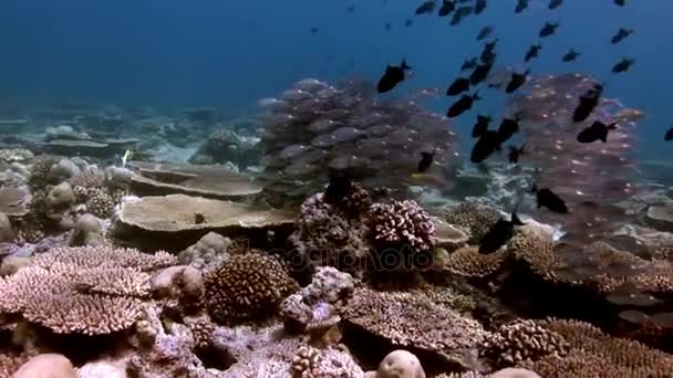 Escuela de peces mágicos únicos bajo el agua de increíble fondo marino en Maldivas . — Vídeo de stock