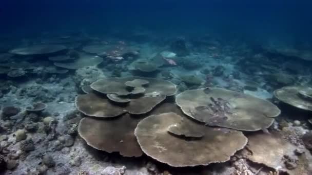 Acropora Maldivler mercan arka plan üzerinde su altında balık sürüsü. — Stok video